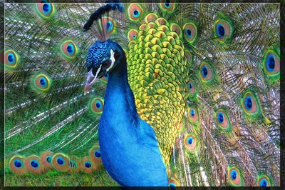 Œuvre de biotrans: Paon à Bagatelle