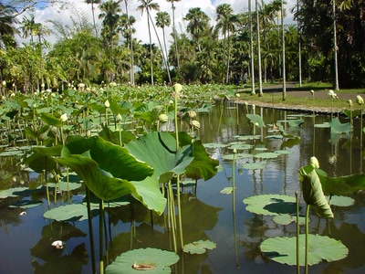 Nénuphars de l'île Maurice.