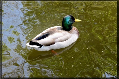 Œuvre de biotrans: Canard à Bagatelle