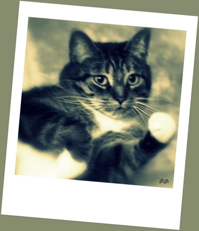 Résultat de recherche: Les gants blancs.