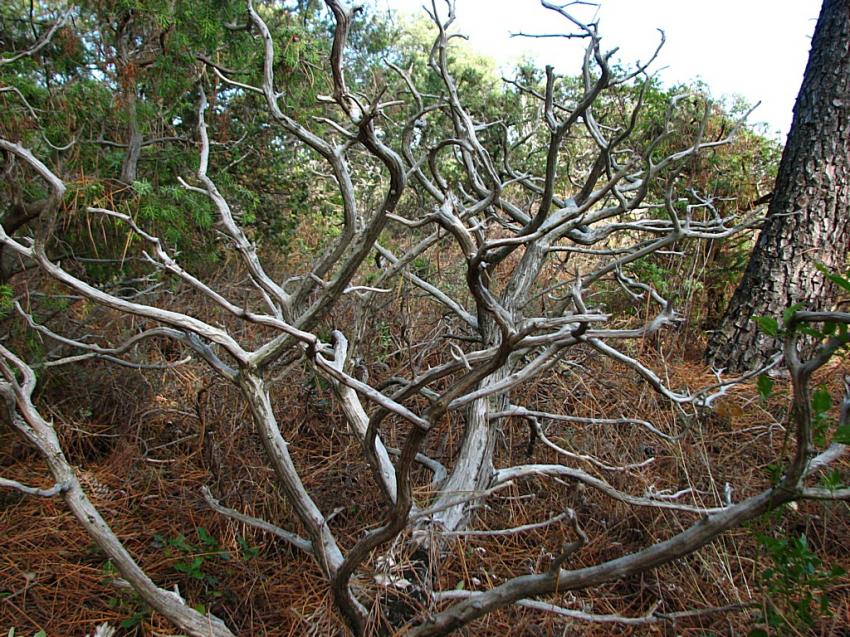 Squelette d'un genévrier 