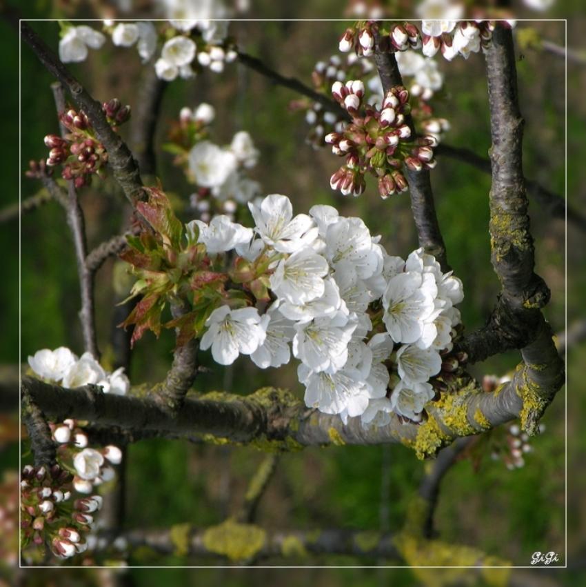 Arbres fruitiers en fleurs.