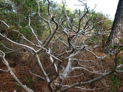 Squelette d'un genévrier 
