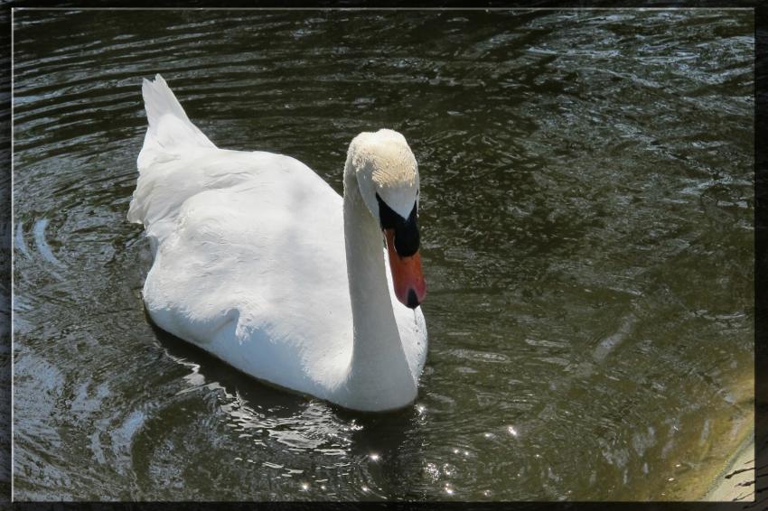 Cygne à Bagatelle