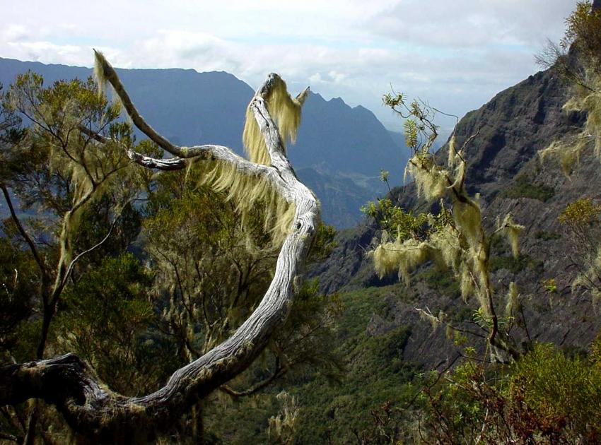 Traversée de la réunion - barbe st antoine .