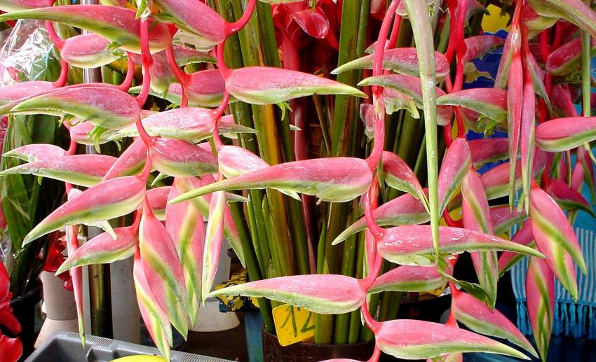 couleurs et senteurs de la Réunion .