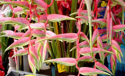 couleurs et senteurs de la Réunion .