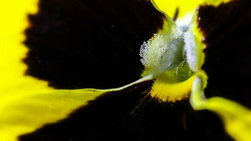 Voyage au coeur de la pensée....