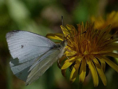 Résultat de recherche: la piéride du choux 