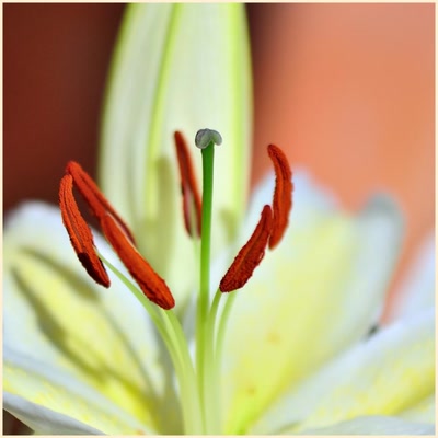 Œuvre de tetedelinotte: Fleur de Lys