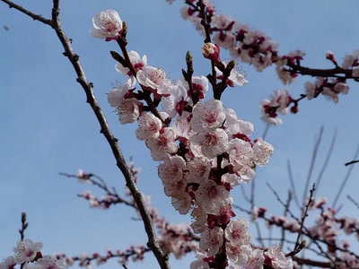Résultat de recherche: Fleurs de pêcher de vigne