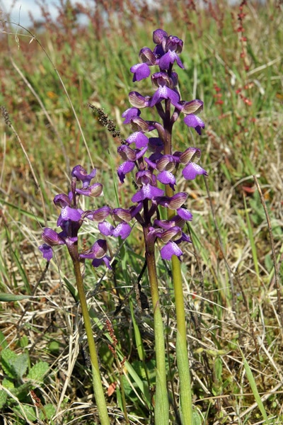 Œuvre de Le Menet: Le Printemps