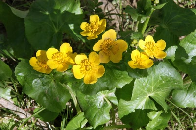 Œuvre de Le Menet: Le Printemps