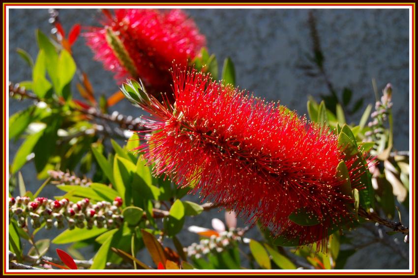 Callistemon ou rince-bouteilles