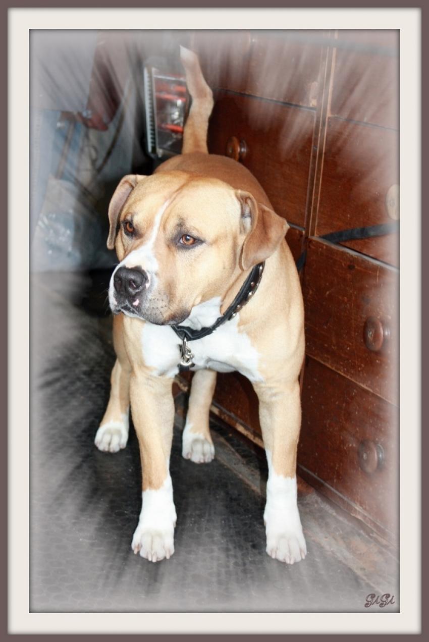 Muscles et coeur d'or.