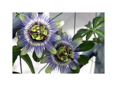 Résultat de recherche: Passionnées...