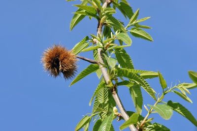 Œuvre de Le Menet: Opiniatreté