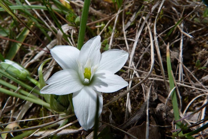 la Dame de 11 heures 