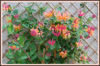 Résultat de recherche: Chêvrefeuille