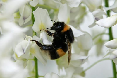 Œuvre de Le Menet: Alpinisme