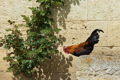 Le Coq