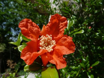 Œuvre de louloup: fleur de grenadier 