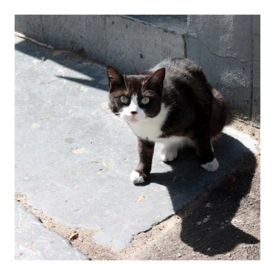 Résultat de recherche: Rencontre féline.