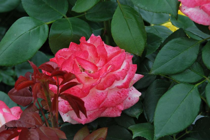 La fête des jardiniers au Lude 2012.