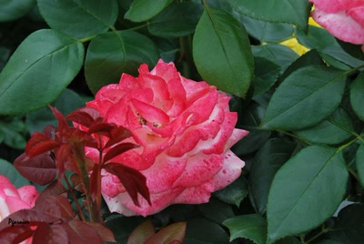 Œuvre de Pgarnier: La fête des jardiniers au Lude 2012.