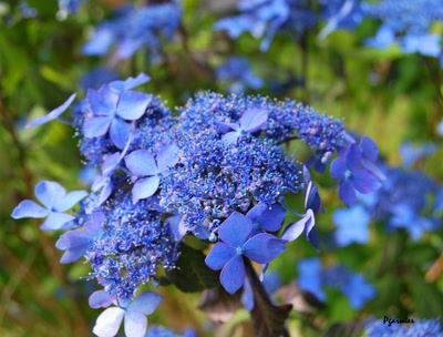 Œuvre de Pgarnier: La fête des jardiniers au Lude 2012.
