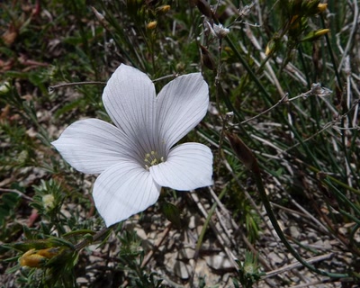 Résultat de recherche: Lin a feuilles de salsola 