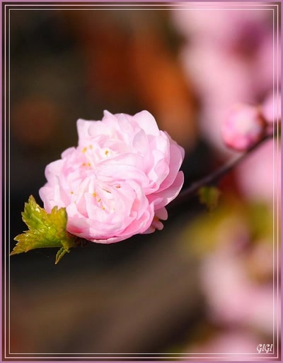 Résultat de recherche: Symphonie en rose 3.