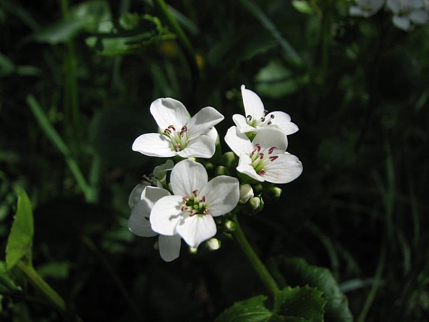 cresson des fontaines