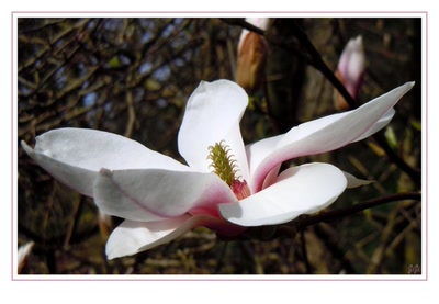 Résultat de recherche: Magnolia for ever.....