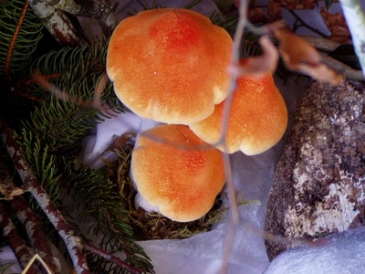 Résultat de recherche: decor du village d'angles