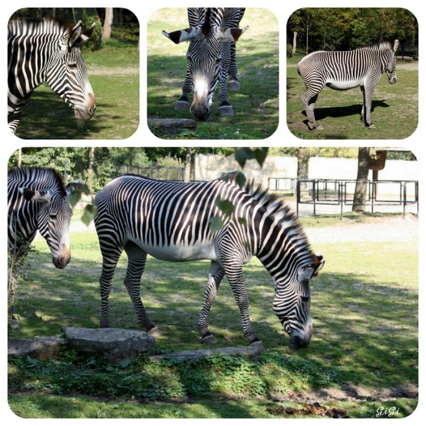 Zèbres, zèbres.....