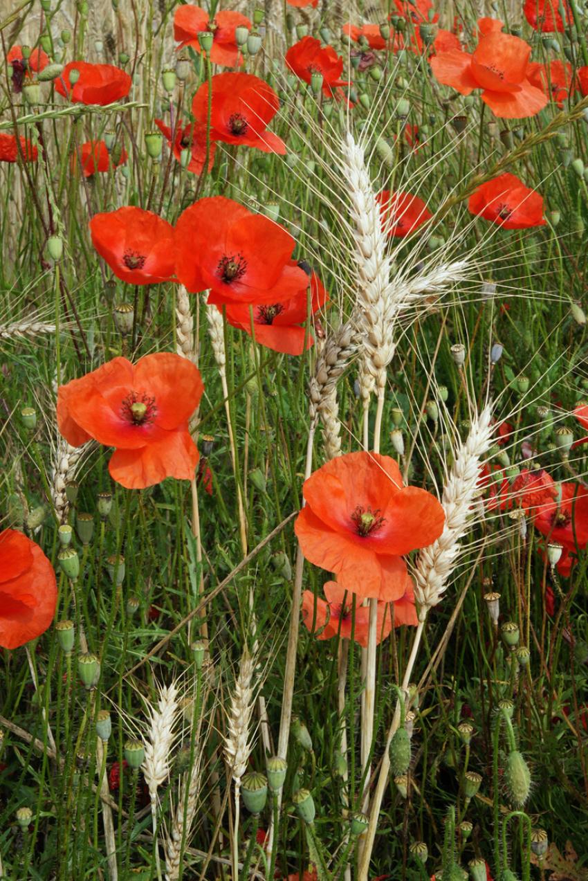 Coquelicots dans les blés