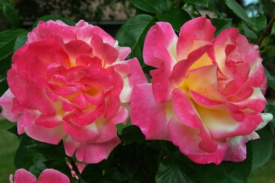 Œuvre de Le Menet: Duo de Roses