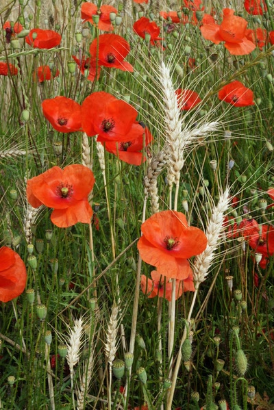 Œuvre de Le Menet: Coquelicots dans les blés