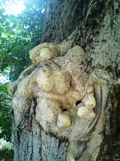 Résultat de recherche: le lapin dans l'arbre (saule tétard)