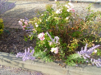 Œuvre de jean-pierre: jacou