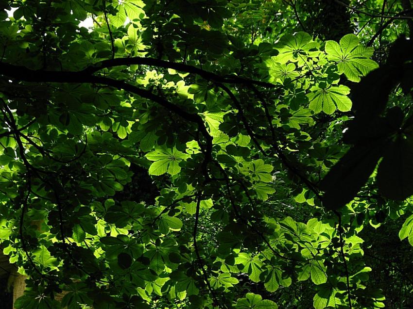 Pour vous la douceur de mon ombrage ...