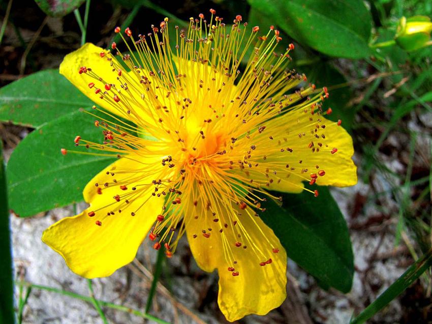 fleurs des champs...