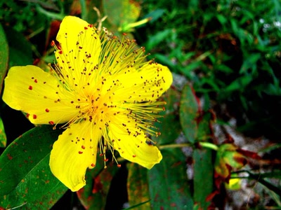 Œuvre de dedem: fleurs des champs...