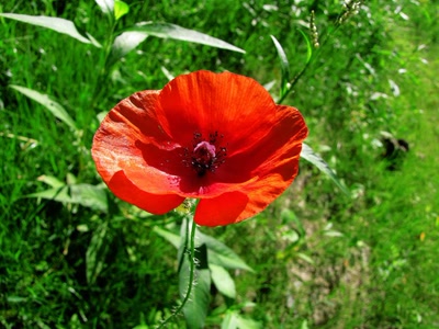 Œuvre de dedem: fleurs des champs...