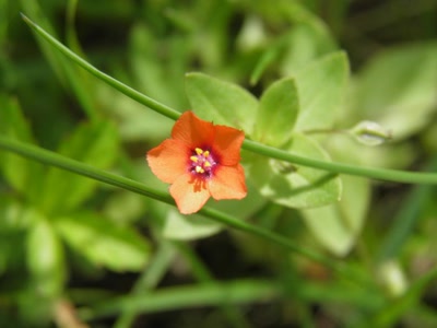 Œuvre de inano: fleurs