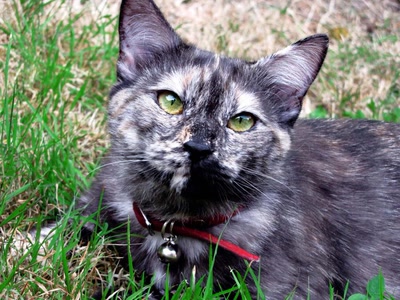 Œuvre de dedem: Choupette