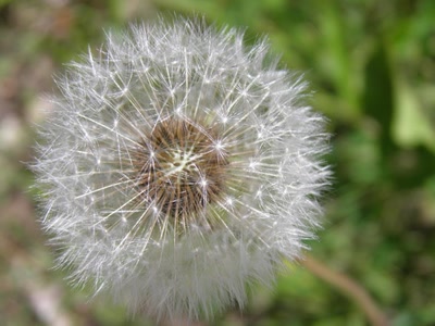 Œuvre de inano: fleurs