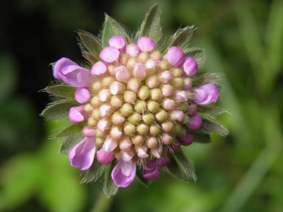 Œuvre de inano: fleurs