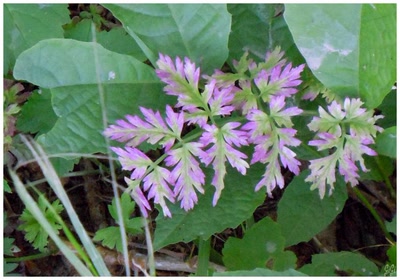 Résultat de recherche: Fleurs des prés 2.